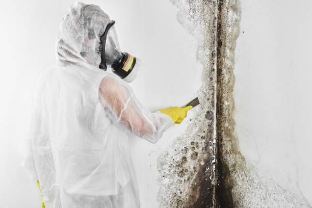 Best Office Mold Removal Services  in Chelsea, OK