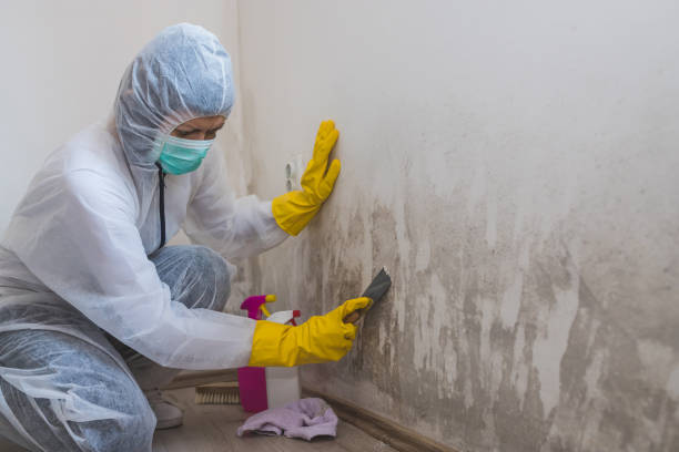 Best Home Mold Removal  in Chelsea, OK